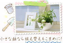 小さな鉢なら植え替えもこまめに!