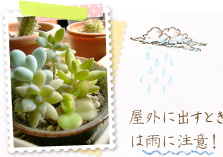 小さな鉢なら植え替えもこまめに!