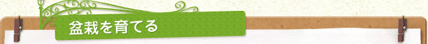 盆栽を育てる