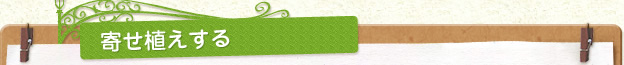 寄せ植えする