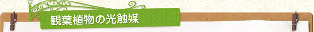 観葉植物の光触媒