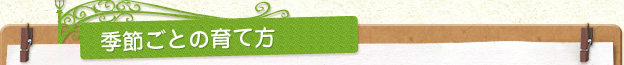 季節ごとの育て方