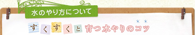 水のやり方について すくすくと育つ水やりのコツ