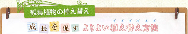観葉植物の植え替え 成長を促すよりよい植え替え方法