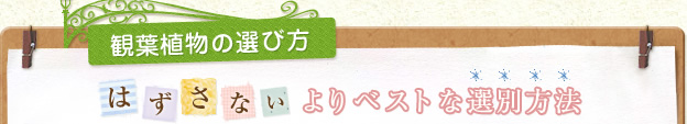 観葉植物の選び方 はずさないよりベストな選別方法