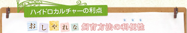 ハイドロカルチャーの利点 おしゃれな飼育方法の利便性