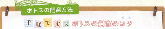 ポトスの飼育方法 手軽で丈夫 ポトスの飼育のコツ
