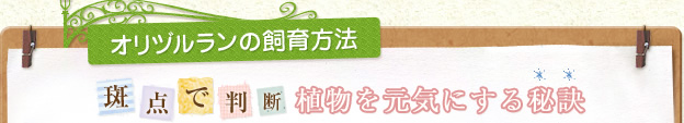 オリヅルランの飼育方法 斑点で判断 植物を元気にする秘訣