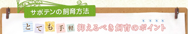 サボテンの飼育方法 とても手軽 抑えるべき飼育のポイント