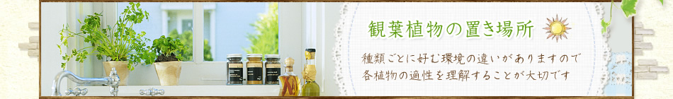 観葉植物の置き場所 種類ごとに好む環境の違いがありますので各植物の適性を理解することが大切です