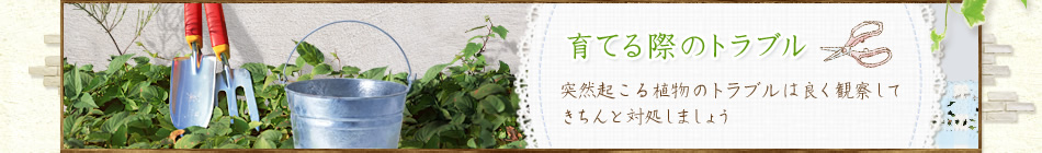 育てる際のトラブル 突然起こる植物のトラブルは良く観察してきちんと対処しましょう