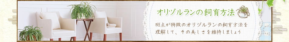 オリヅルランの飼育方法 斑点が特徴のオリヅルランの飼育方法を理解して、その美しさを維持しましょう