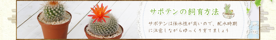 サボテンの飼育方法 サボテンは保水性が高いので、配水時期に注意しながらゆっくり育てましょう