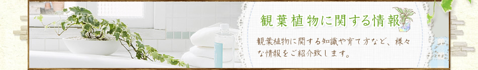 観葉植物に関する情報 観葉植物に関する知識や育て方など、様々な情報をご紹介致します。