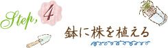 Step4.鉢に株を植える